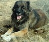 Кобель кавказской овчарки