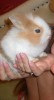 ПРОДАМ ДЕКОРАТИВНОГО КРОЛИКА
